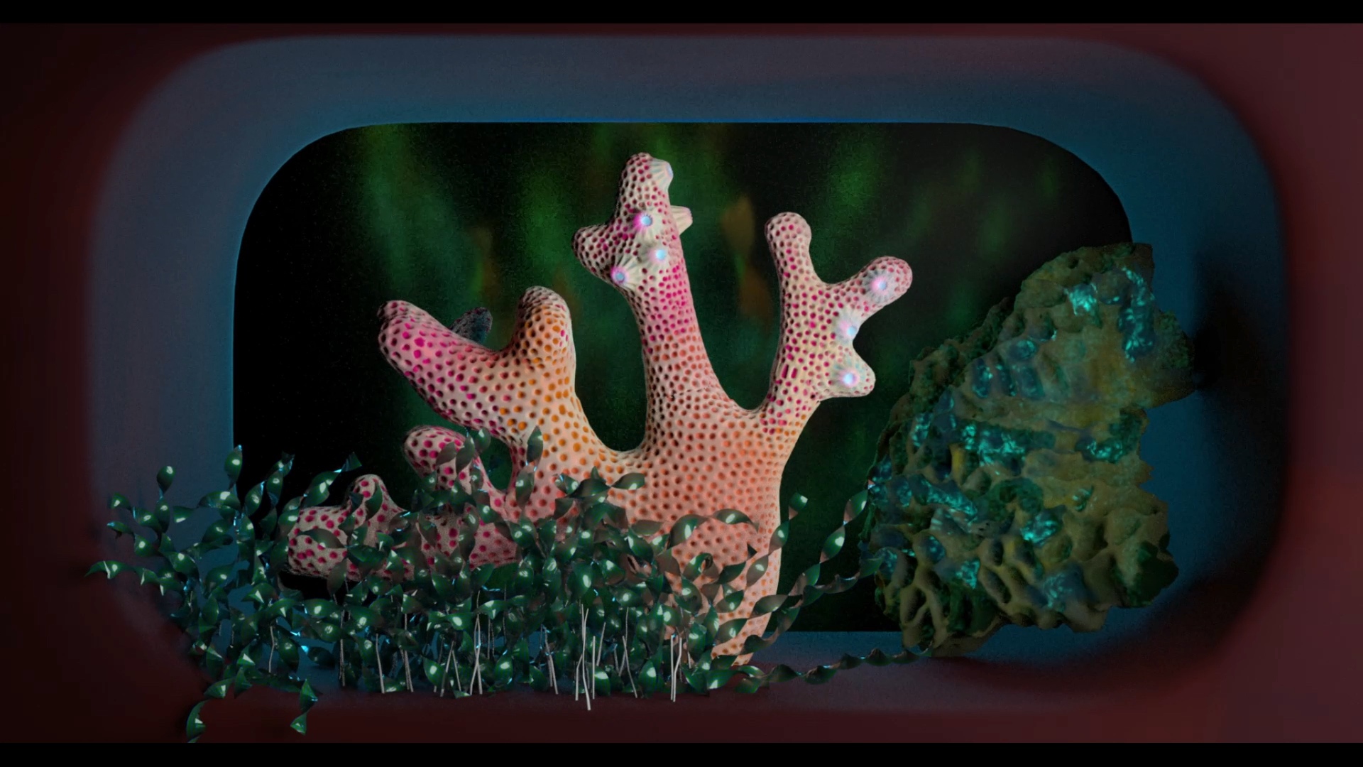 image of coral