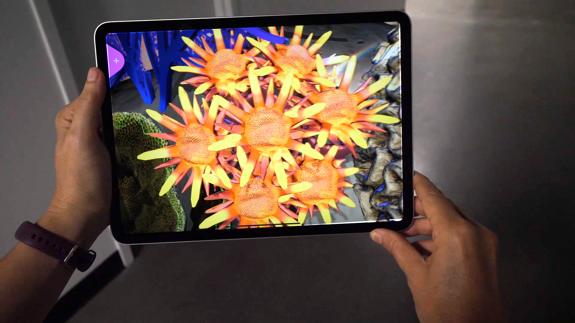 image of fish Augmented Reality Project